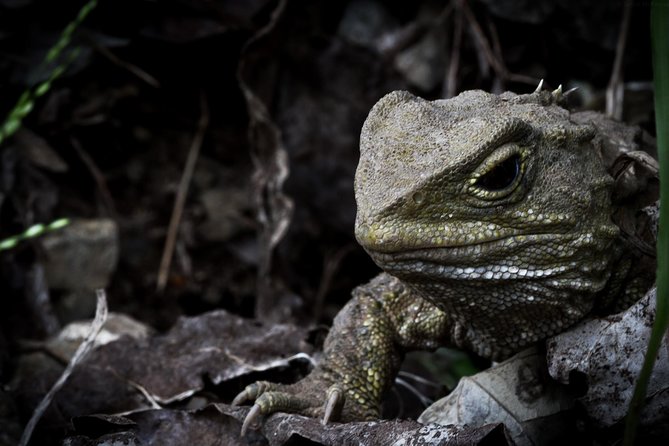 Zealandia Small Group Eco Wildlife Night Tour - Additional Information