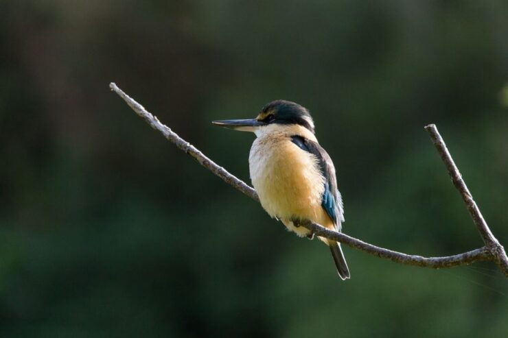 Zealandia Twilight Ecosanctuary Tour - Tour Details