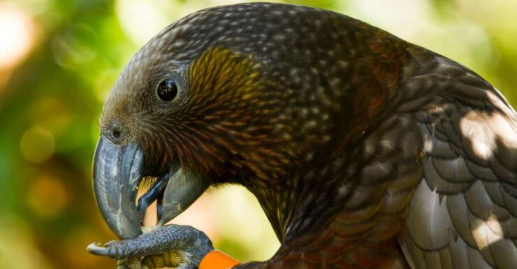 Zealandia Twilight Ecosanctuary Tour - Experience Highlights