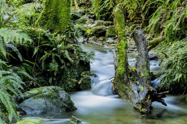 Zealandia Twilight Ecosanctuary Tour - The Sum Up