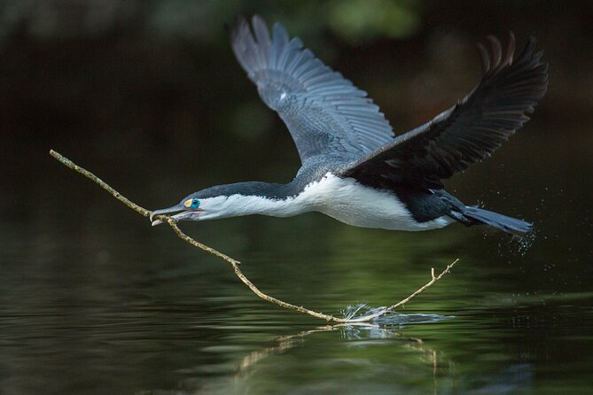 Zealandia - Twilight Guided Eco Wildlife Tour - The Sum Up
