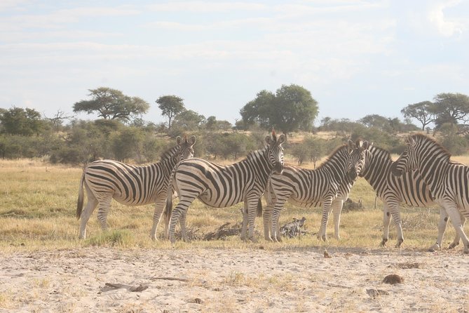Zebra Trail Makgadikgadi Day Trip - Good To Know