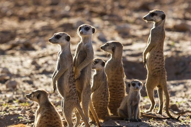 Zebra Trail Makgadikgadi Day Trip - Included Services