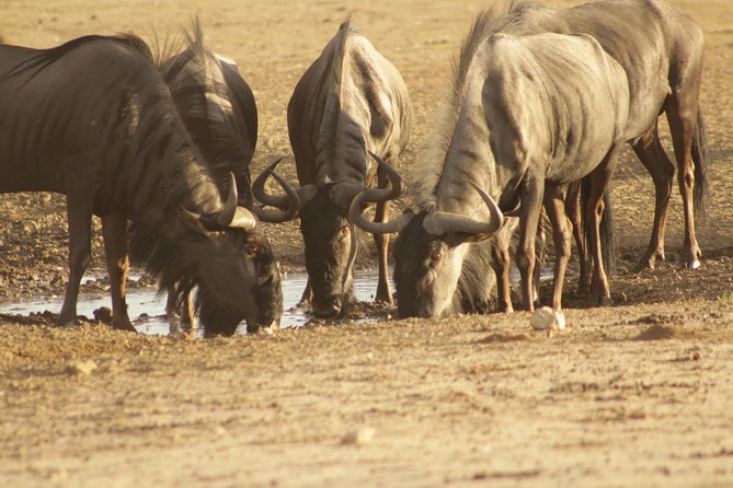 Zebra Trail Makgadikgadi Day Trip - Pickup Information
