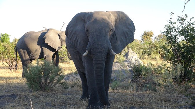 Zebra Trail Makgadikgadi Day Trip - What to Expect