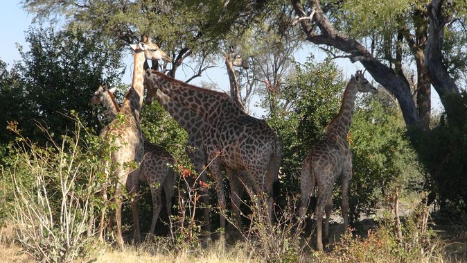 Zebra Trail Makgadikgadi Day Trip - Dietary Requirements