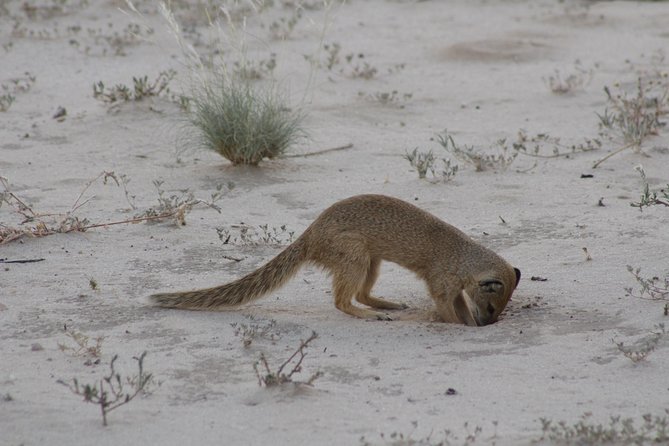 Zebra Trail Makgadikgadi Day Trip - Booking Options