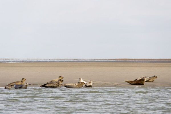 Zeebrugge: Seal Watching Boat Tour With Glass of Champagne - The Sum Up