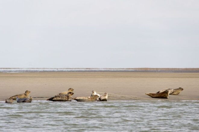 Zeebrugge: Seal Watching Boat Tour With Glass of Champagne - Customer Review