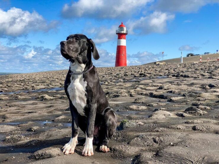 Zeeland: Self Guided Road Trip Zeeland - Highlights of the Road Trip