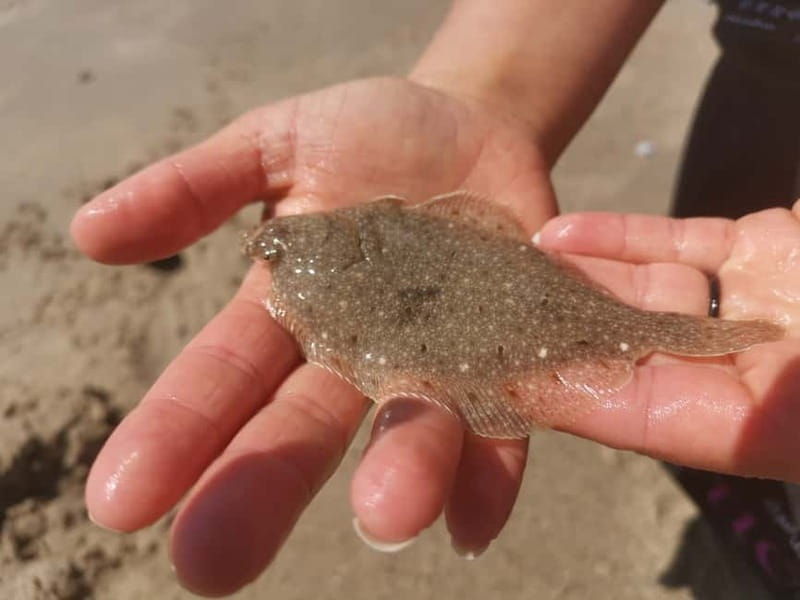 Zeeland Strand safari met visnet NL/DE - What the Tour Entails