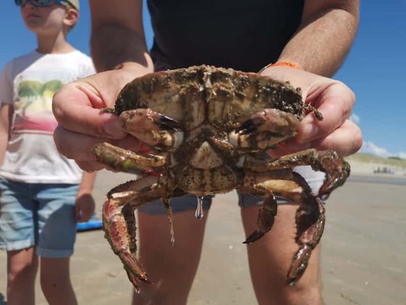 Zeeland Strand safari met visnet NL/DE - The Authentic Experience: Why It’s Special