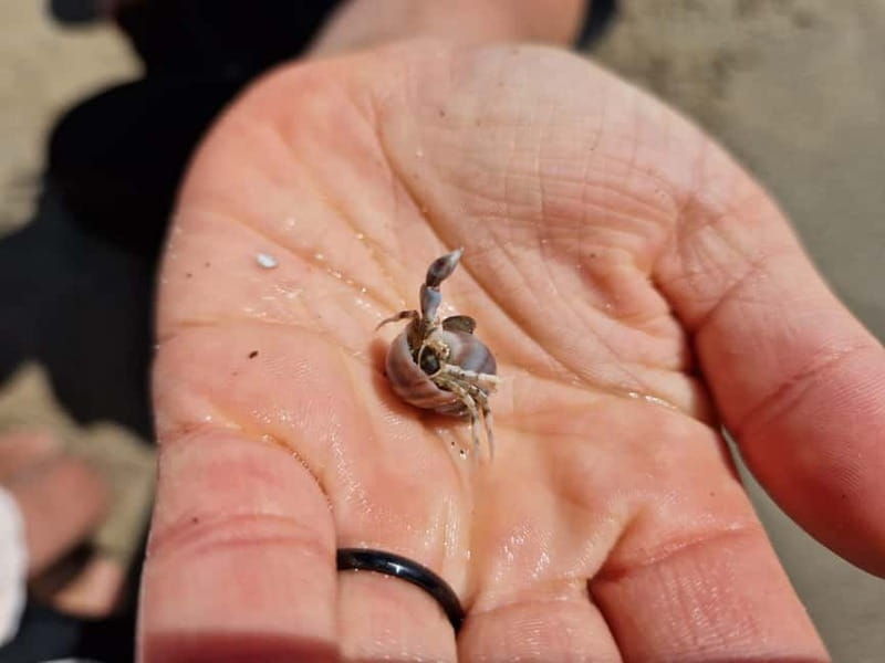 Zeeland Strand safari met visnet NL/DE - The Sum Up