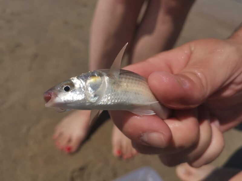 Zeeland Strand safari met visnet NL/DE - FAQ