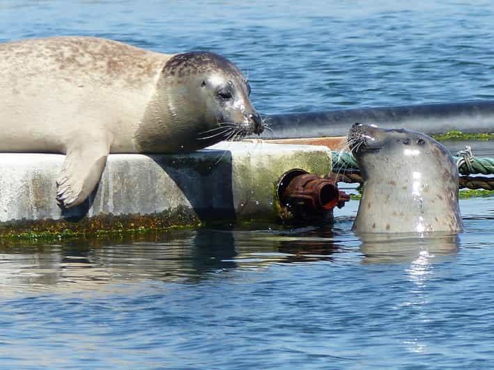 Zeeland Zeehonden strand safari NL/DE - What to Expect from the Zeeland Zeehonden Strand Safari