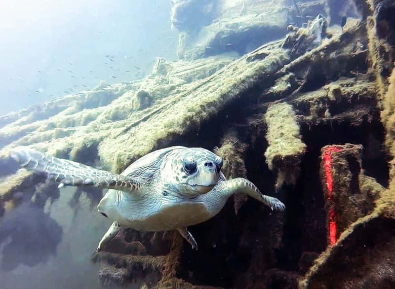 Zenobia Wreck: Private Guided Dive - Why Choose the Zenobia Wreck Guided Dive?