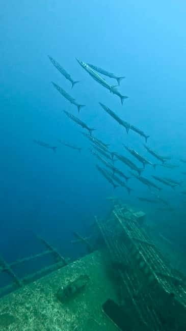 Zenobia Wreck: Private Guided Dive - FAQ