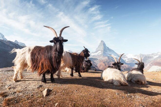 Zermatt. 5 Days Private Trekking Swiss Alps - Meeting Point and Important Information