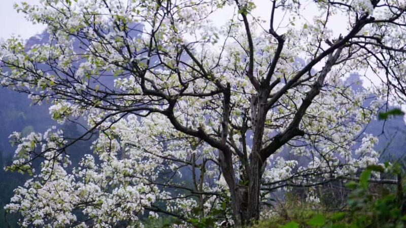 Zhangjiajie: Avatar Canyon Hike & Waterfall Tour - Good To Know