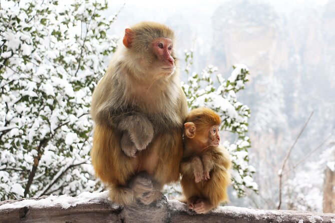 Zhangjiajie Grand Canyon and Glass Bridge Ticket - Overview of Zhangjiajie Grand Canyon Ticket