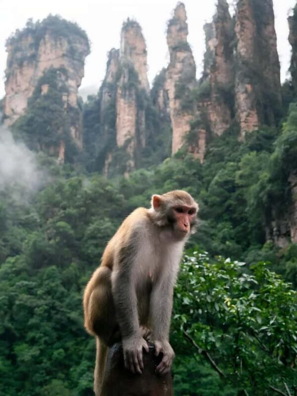 Zhangjiajie: National Forest Park & DaYong Night Market Tour - The Sum Up