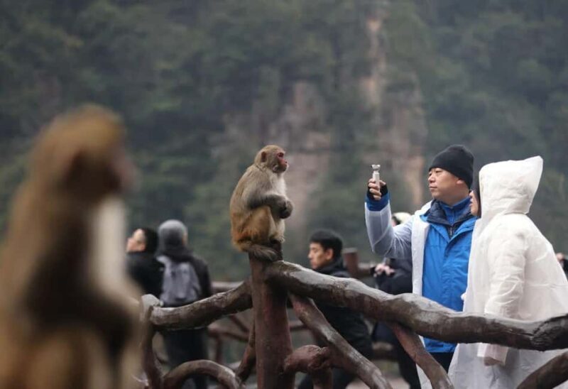 Zhangjiajie National Forest Park & Transportation Ticket - FAQs