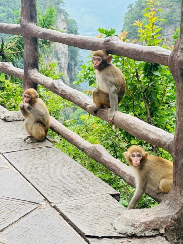 Zhangjiajie: Top Attractions, Avatar Mountain & Hidden Gems - FAQ