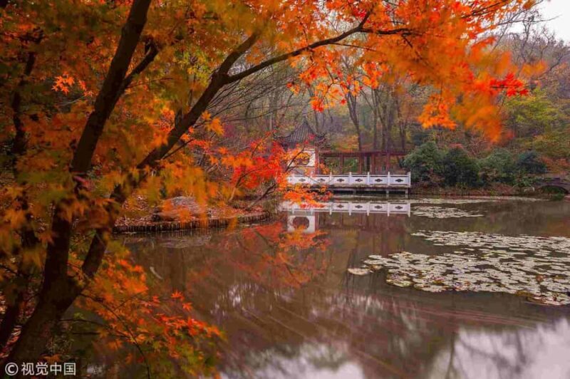 Zhongshan Botanical Garden Entry Ticket - Why This Tour Is a Great Choice
