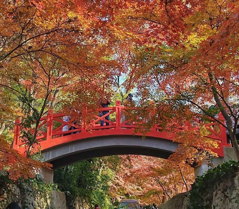 Zhongshan Botanical Garden Entry Ticket - Introduction: A Glimpse of Nanjing’s Botanical Charm