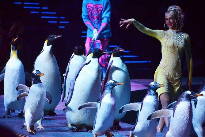 Zhuhai Chimelong Circus Ticket and Transfer - The Experience at Zhuhai Chimelong Circus