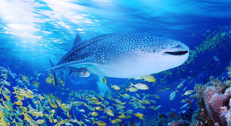 Zhuhai Chimelong Ocean Kingdom Tickets - A full day at Ocean Kingdom