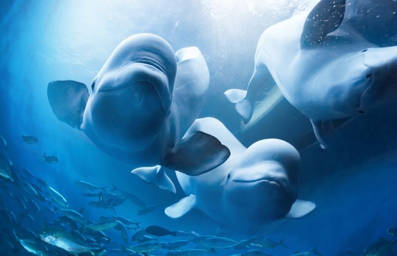 Zhuhai Chimelong Ocean Kingdom Tickets - Mix the rides with the shows