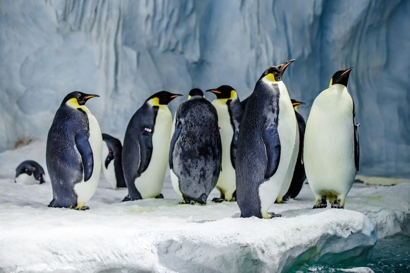 Zhuhai Chimelong Ocean Kingdom Tickets - Tickets, prices, and entry details