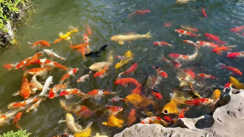 Zhujiajiao Cultural Experience: Boat Ride & Zongzi Making - Exploring Zhujiajiao: A Perfect Blend of Tradition and Charm