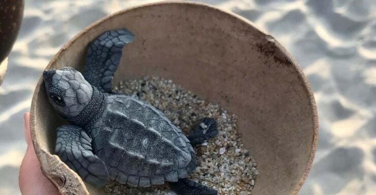 Zihuatanejo, Guerrero: Turtle Release Experience - Highlights of the Experience