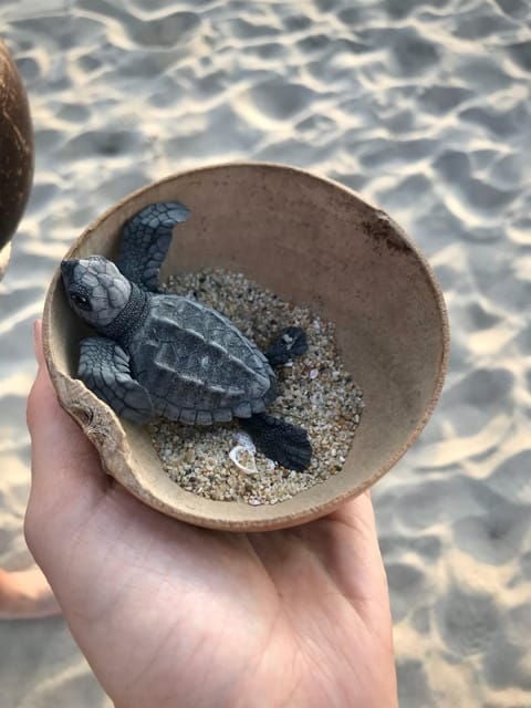 Zihuatanejo, Guerrero: Turtle Release Experience - What to Bring