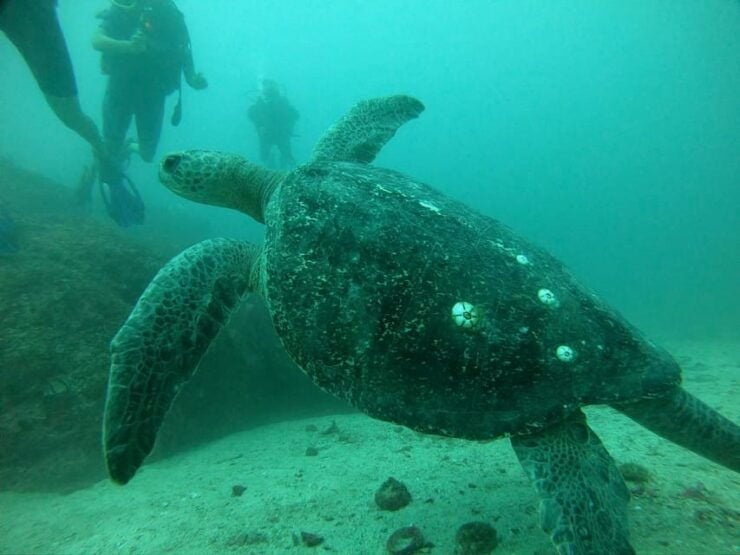 Zihuatanejo: Marine Life Observation Tour - Good To Know