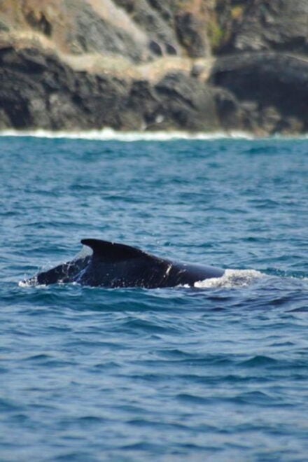 Zihuatanejo: Marine Life Observation Tour - Inclusions and Amenities