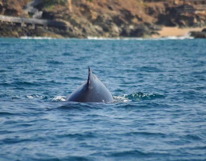Zihuatanejo: Marine Life Observation Tour - Expert-Guided Experience