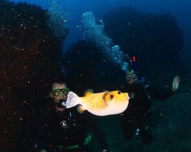 Zihuatanejo: Moonlit Dive at Las Gatas - Dive Experience Highlights