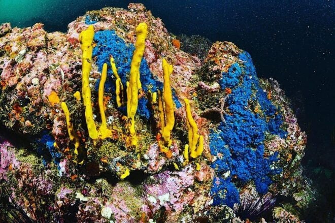 Zihuatanejo: Moonlit Dive at Las Gatas - Frequently Asked Questions