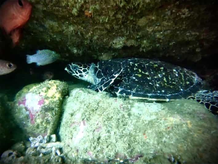 Zihuatanejo: Snorkeling in Manzanillo and Las Gatas - Good To Know