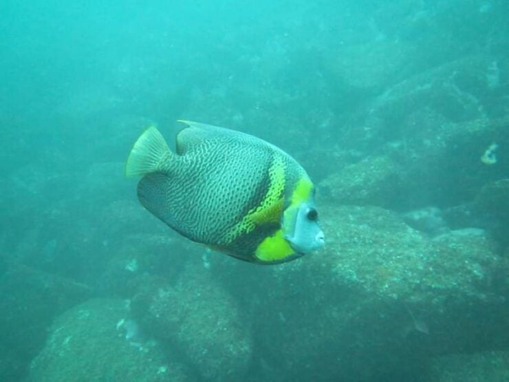 Zihuatanejo: Snorkeling in Manzanillo and Las Gatas - Pricing and Reservation