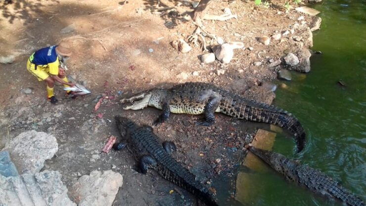 Zihuatanejo: Snorkeling Trip to Ixtapa Island With Lunch - Good To Know
