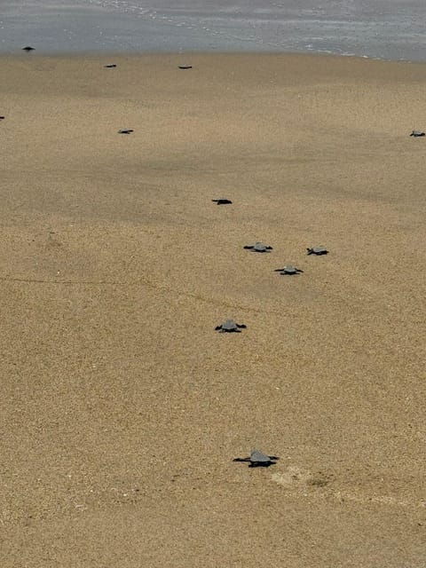 Zihuatanejo: Turtle Release Experience at Playa Blanca - Good To Know