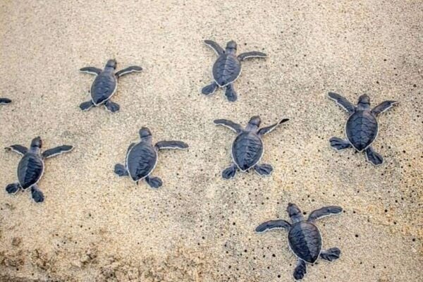 Zihuatanejo: Turtle Release Experience at Playa Blanca - Important Information