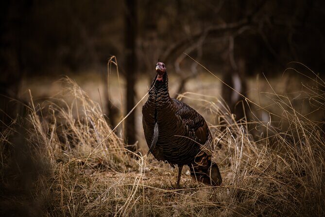 Zion National Park Self-Guided Driving & Shuttling Tour - Waterfalls, Viewpoints, and Unique Geology