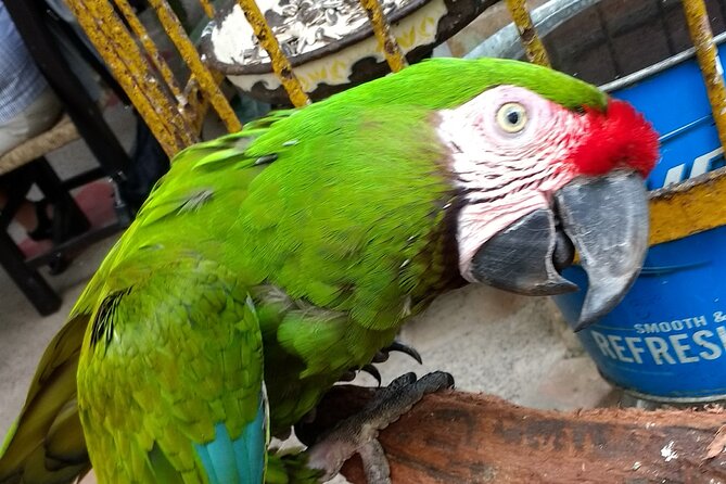 Zip Line Canopy Jungle Adventure From Puerto Vallarta - Host Responses and Overall Experience