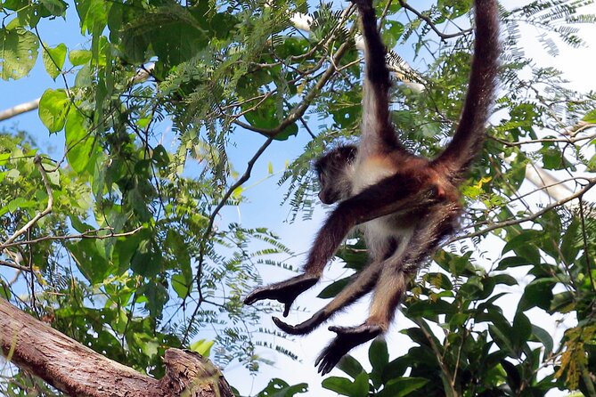 Zip Lining and Canoe Monkey Jungle in Tulum - Copyright Notice