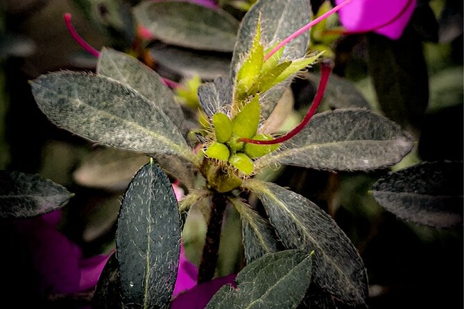 Zipline/Canopy Tour in Puerto Vallarta - Safety-first Tour Guide